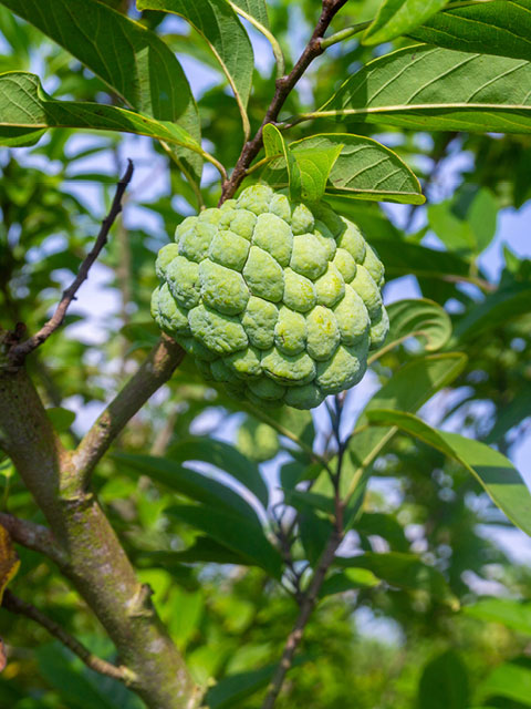 yellow catimor Coffee beans ripening on tree in North of thailan