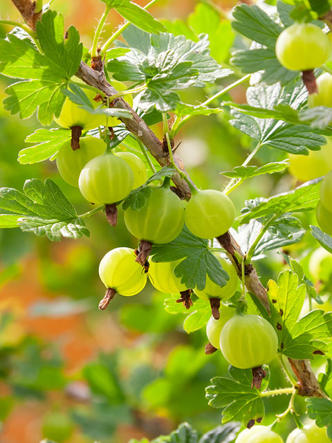 Closeup shot of plums on the branch with a blurred natural background