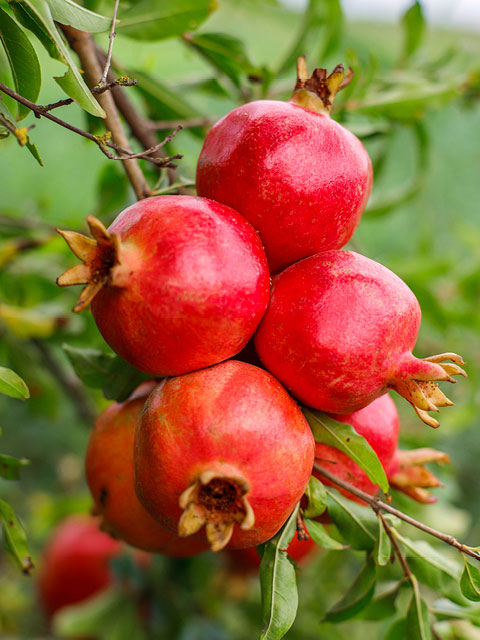 yellow catimor Coffee beans ripening on tree in North of thailan